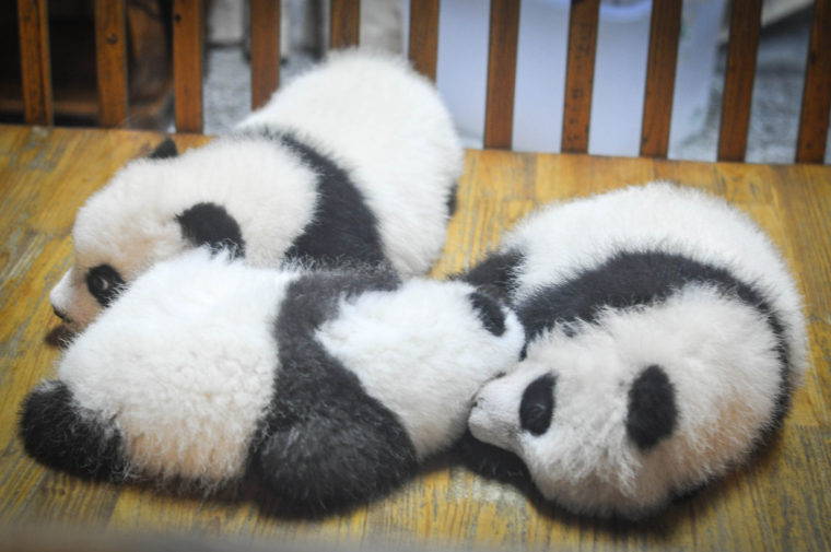 Three Pandas Napping